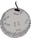 Image of Iron Bomb